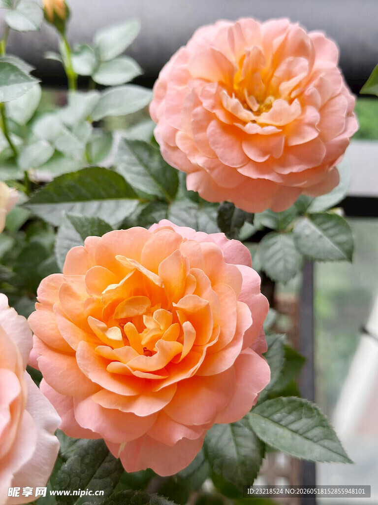 月季花