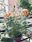 月季花