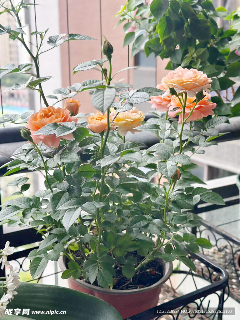 月季花