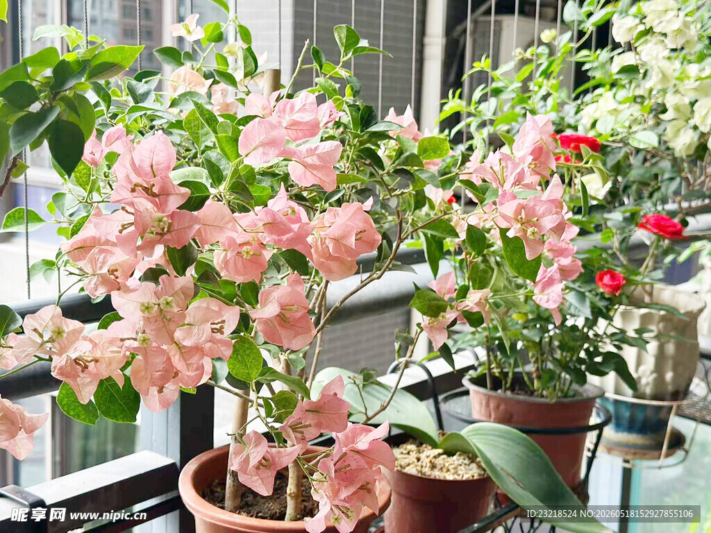 叶子花