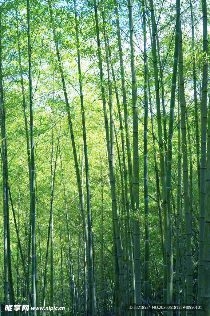 竹