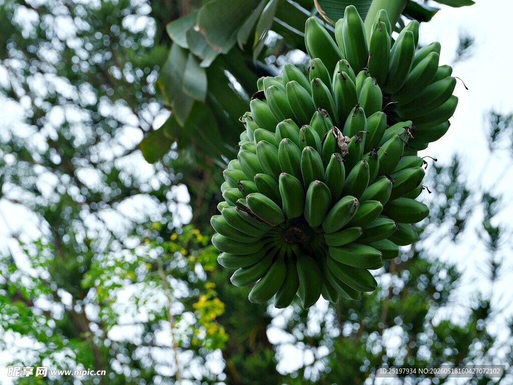 香蕉