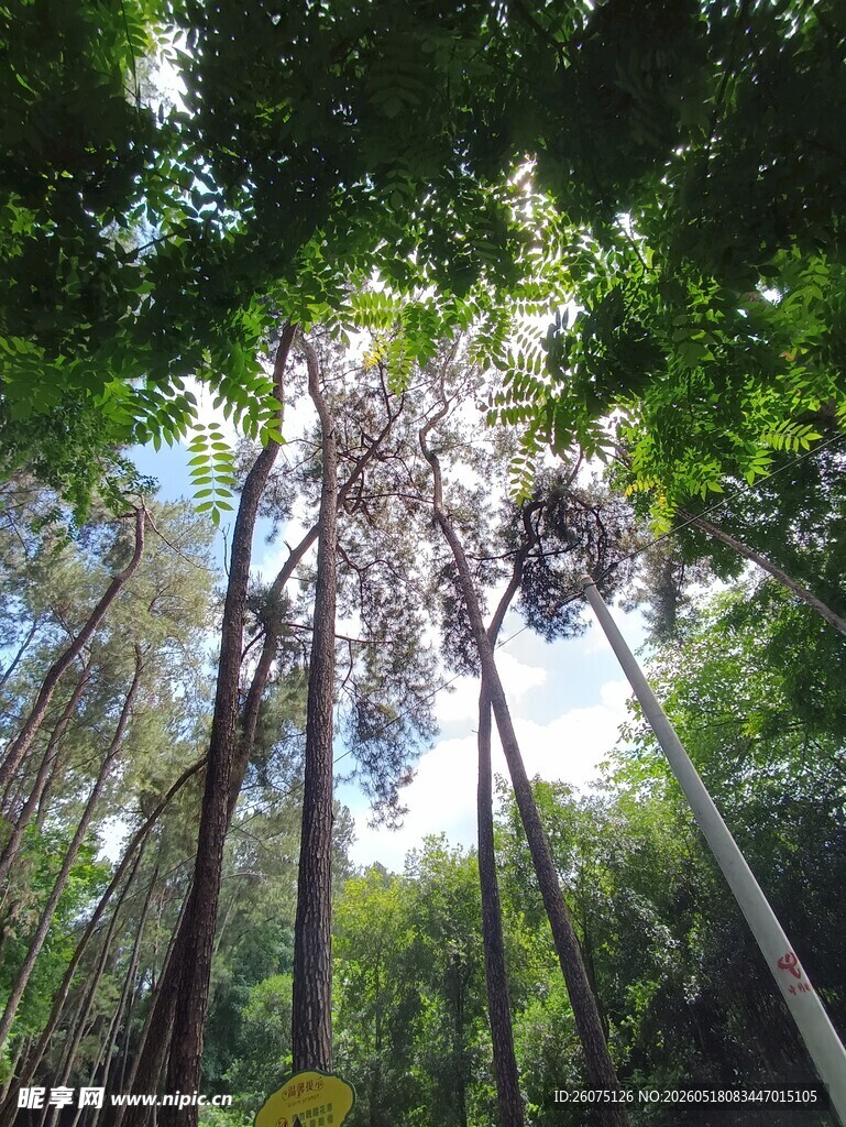 仰视茂密森林树冠景象