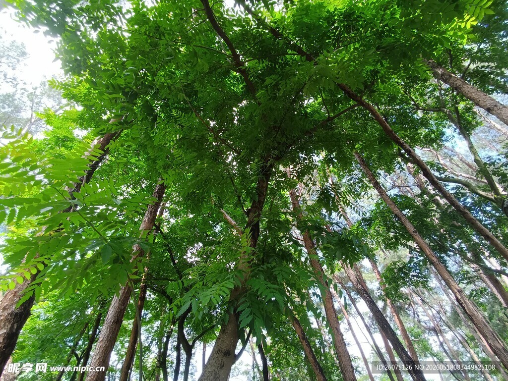 仰视茂密森林绿意盎然