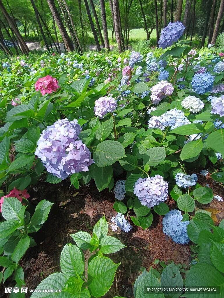 多彩绣球花绽放于林间