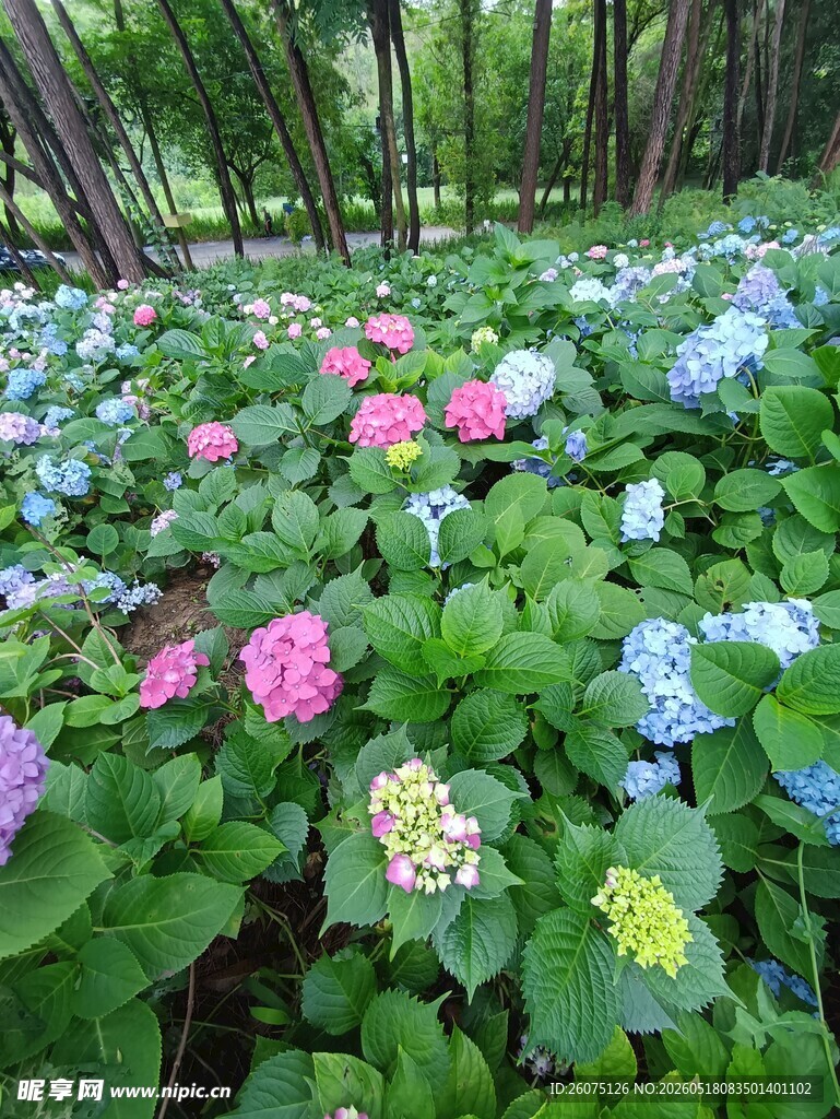 森林中多彩绣球花绽放