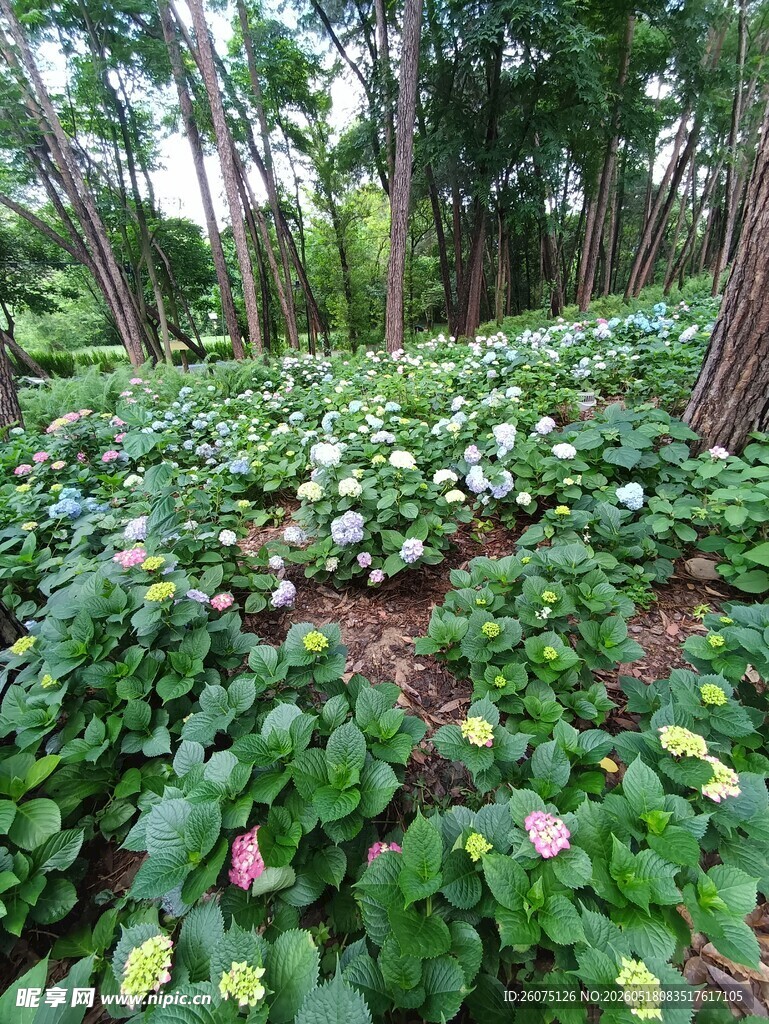 林间繁茂绿植与绽放花朵