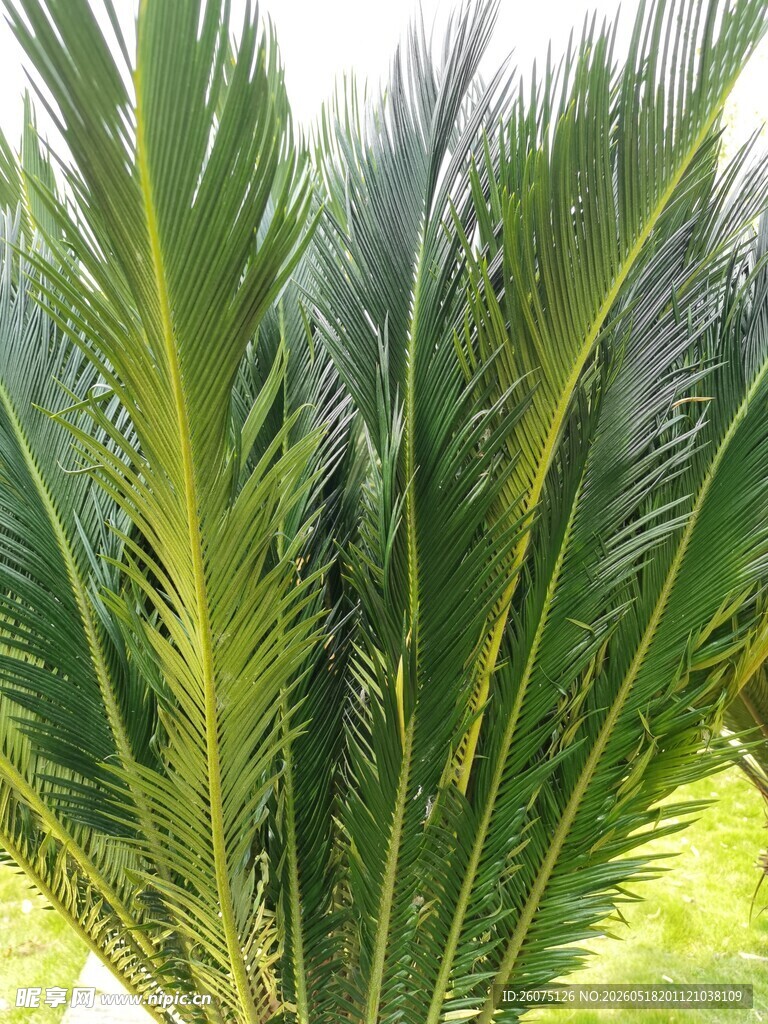 翠绿棕榈叶特写