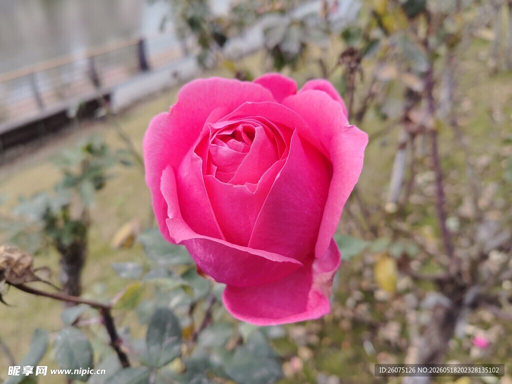 娇艳粉色月季花特写