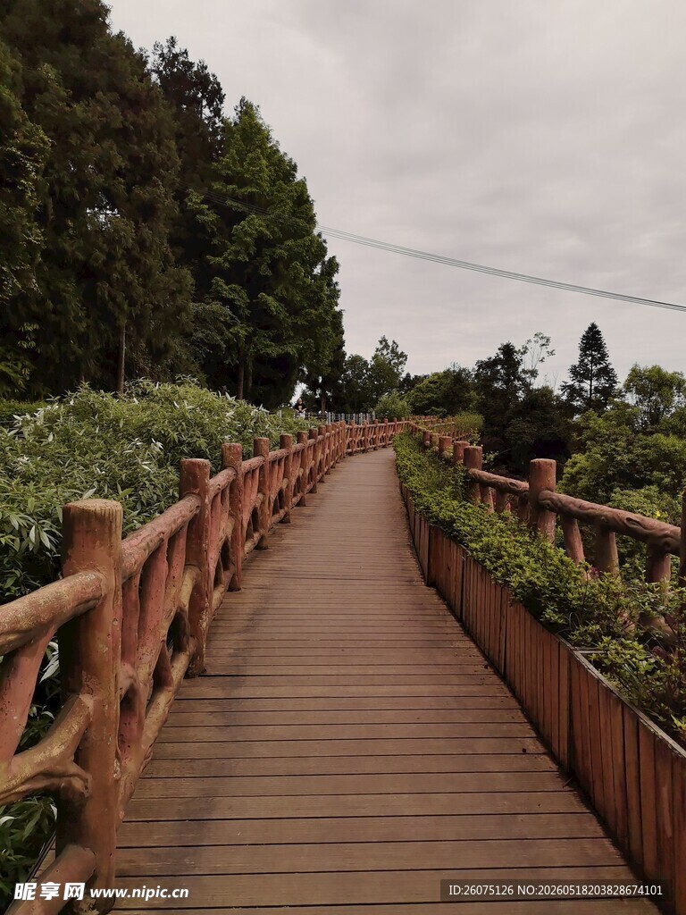 木质栈道漫步于绿植间
