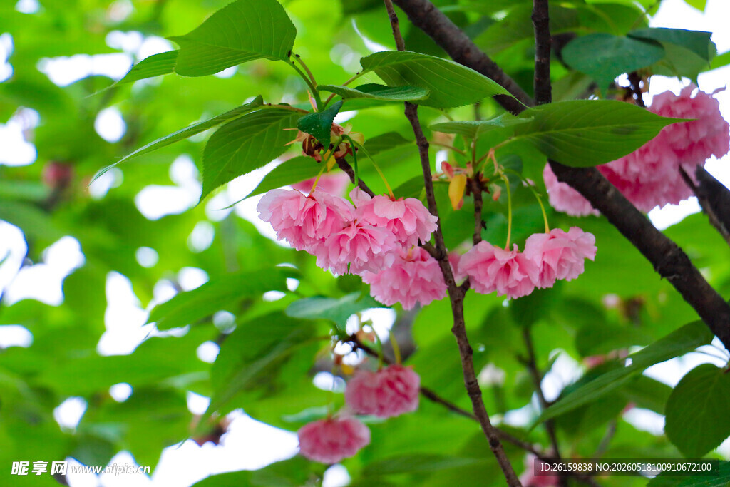 樱花