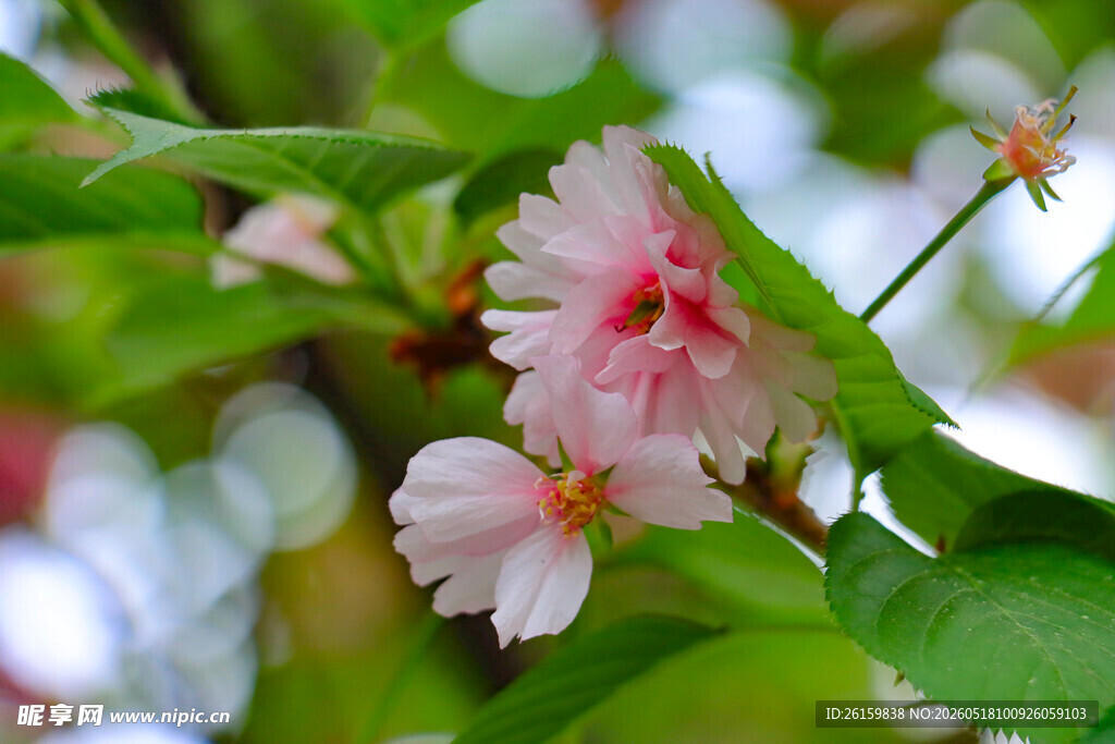 樱花