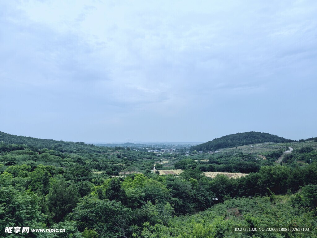 绿意盎然的山林景观