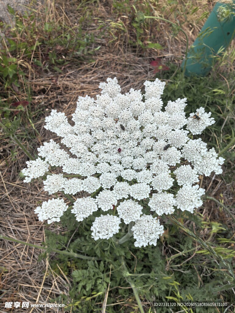白色花朵簇拥于草地
