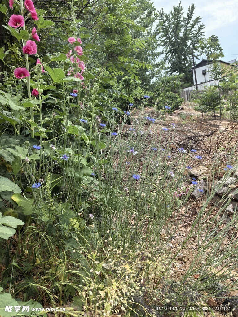 花园中的繁茂绿植景观