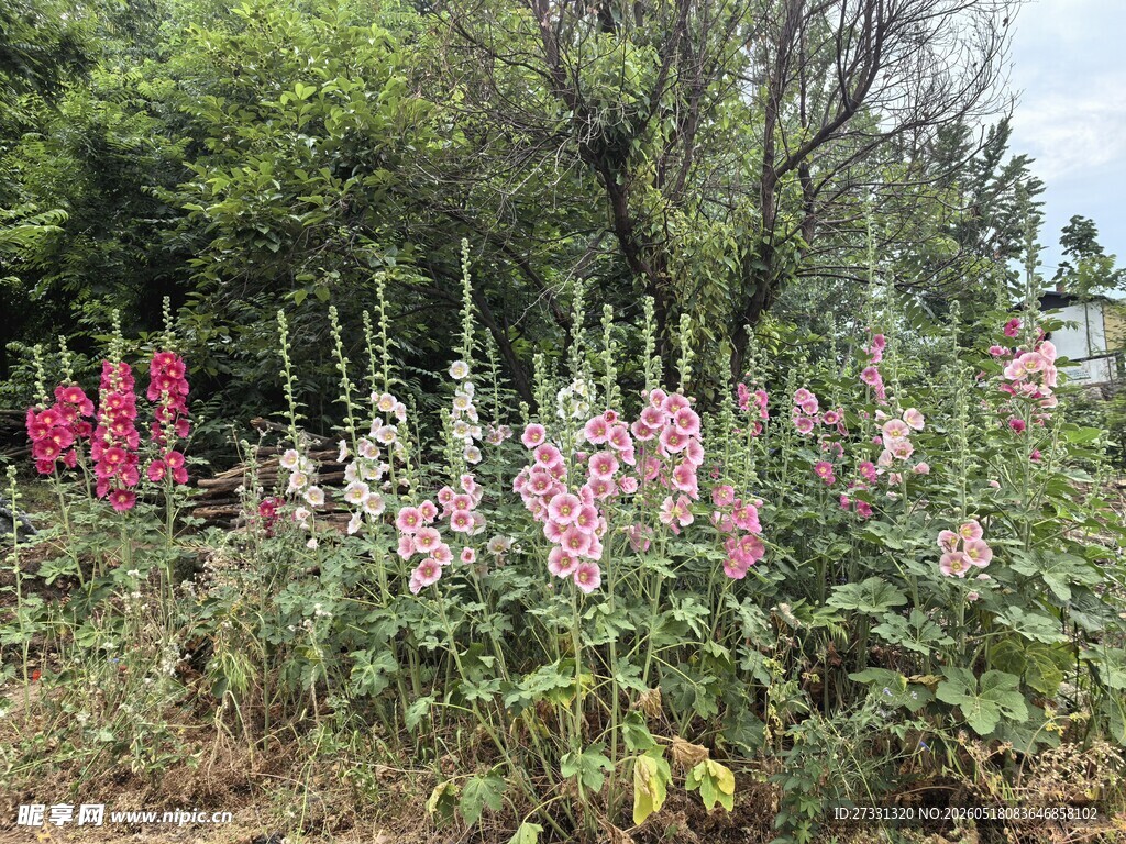 花丛中的多彩毛地黄