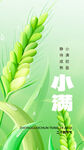清新嫩绿小麦穗特写