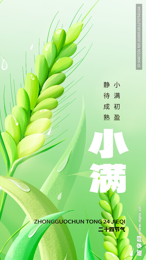 清新嫩绿小麦穗特写