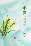 小满时节麦穗图