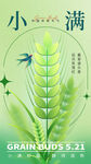 小满节气麦穗蜻蜓图