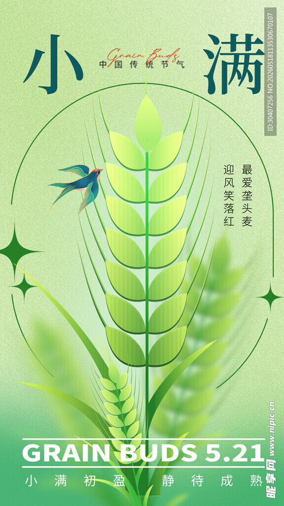 小满节气麦穗蜻蜓图