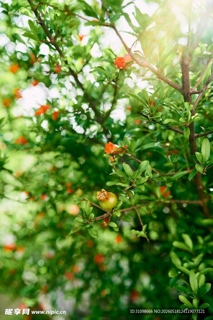 阳光下的繁茂绿植花卉