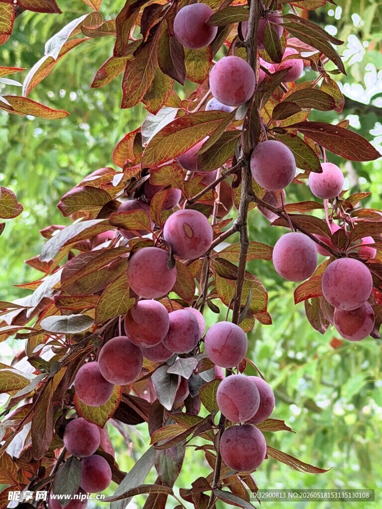 枝头紫李硕果累累