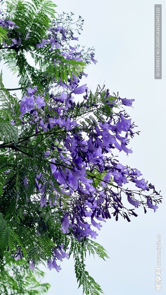 蓝花楹绽放枝头