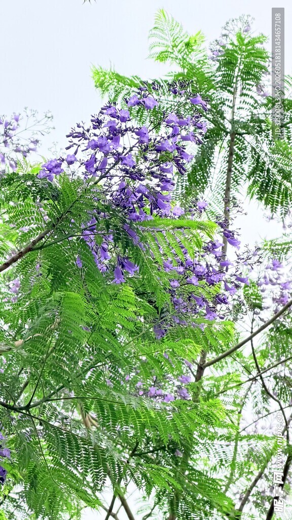 蓝花楹绽放的美丽瞬间