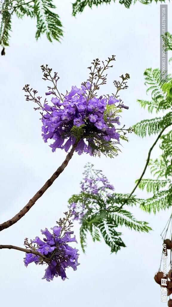 蓝花楹绽放枝头