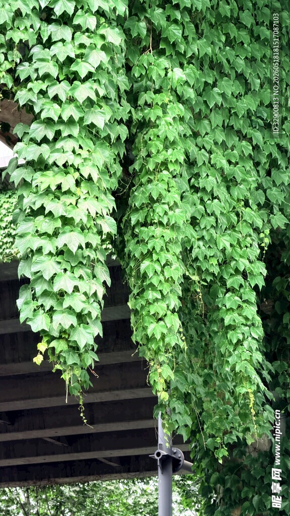 爬山虎