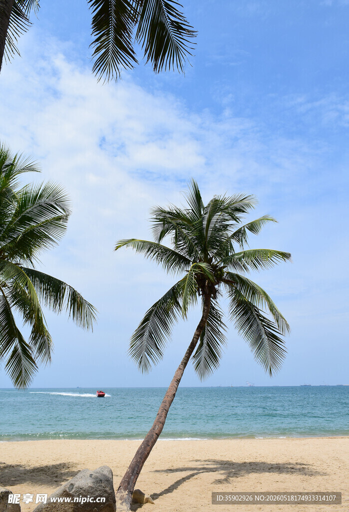 海边椰树美景