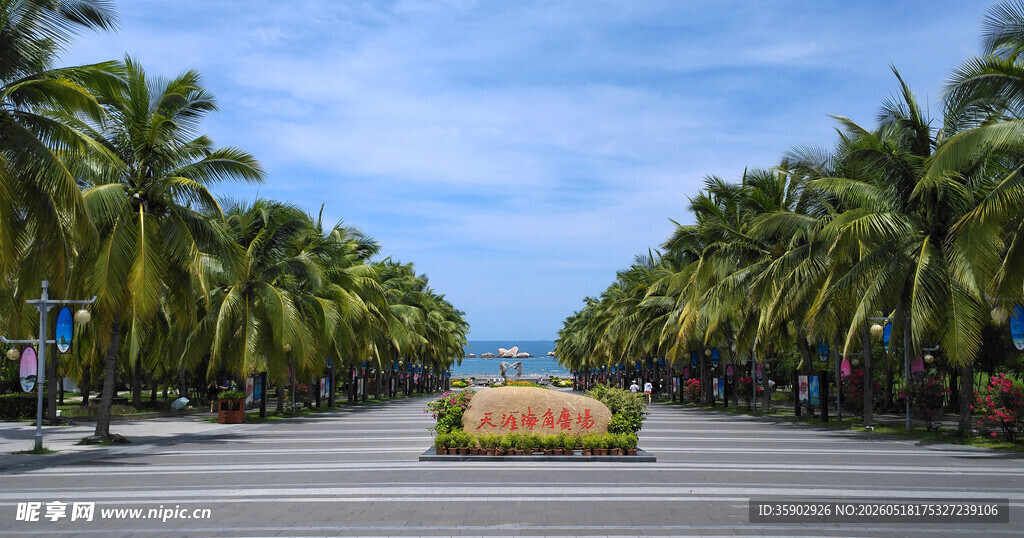 椰树夹道的美丽道路