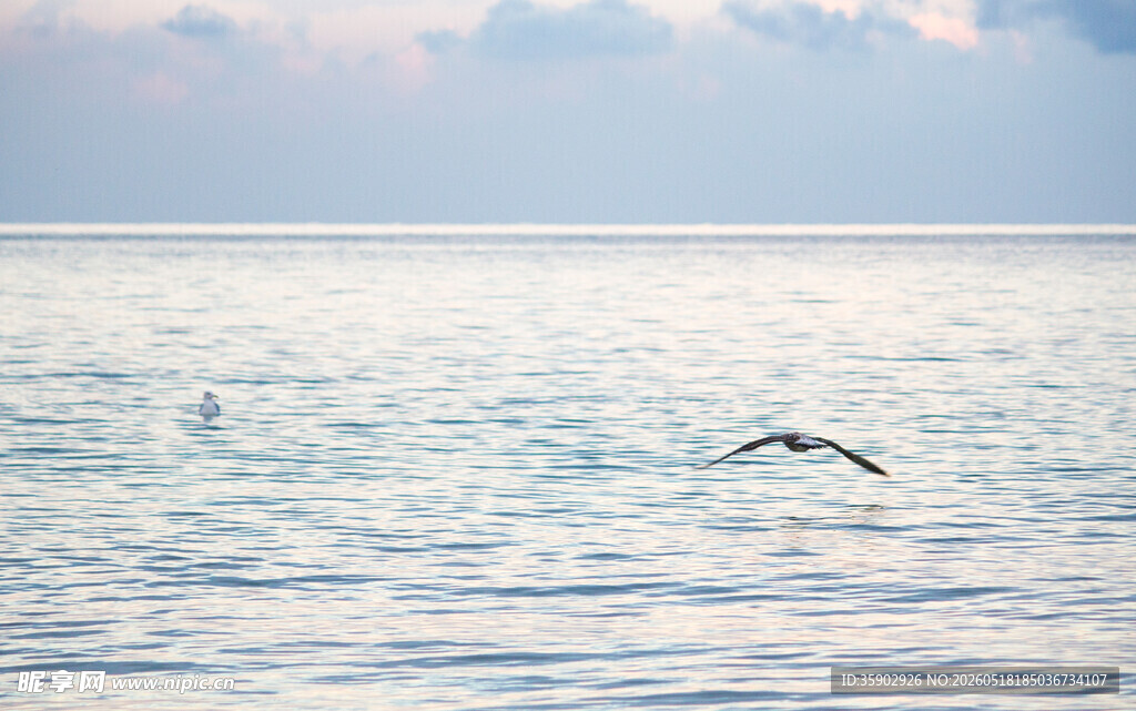 海面上飞翔的一只海鸥