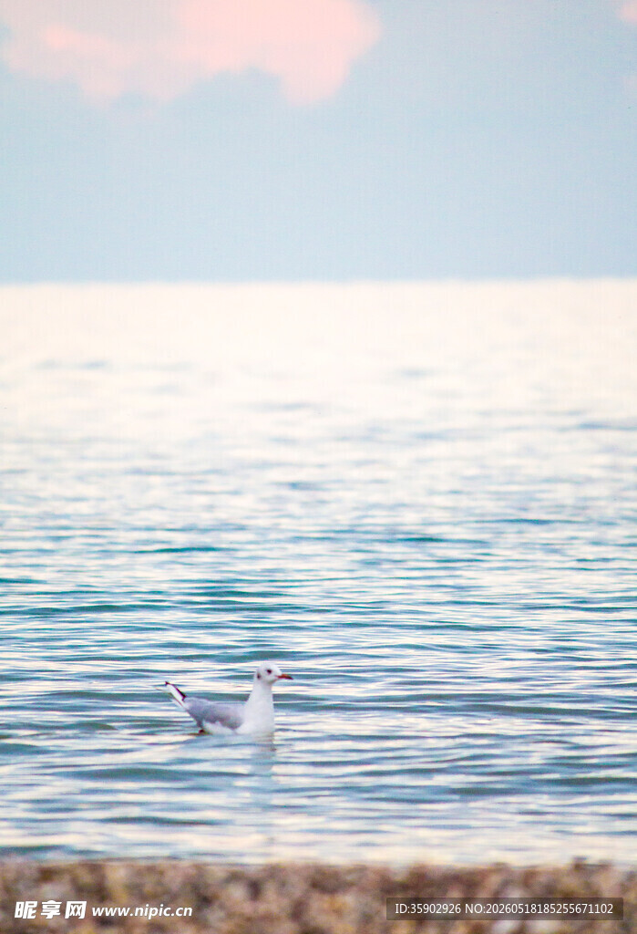 海边沙滩上的飞翔海鸥