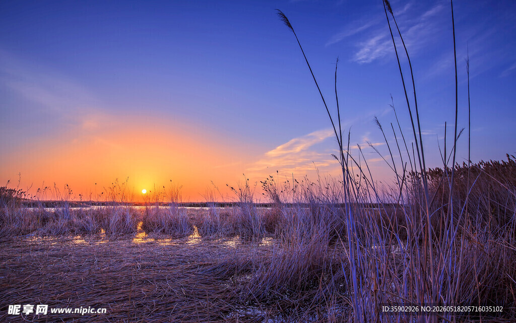 夕阳下的芦苇湿地美景