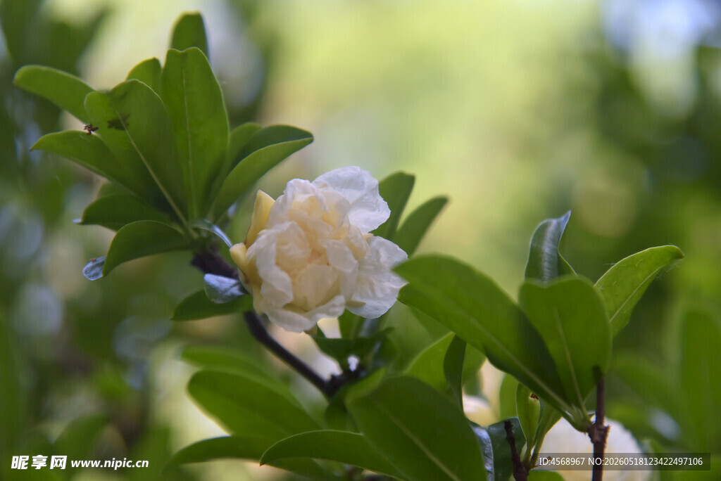 洁白石榴花朵绽于翠绿枝叶间