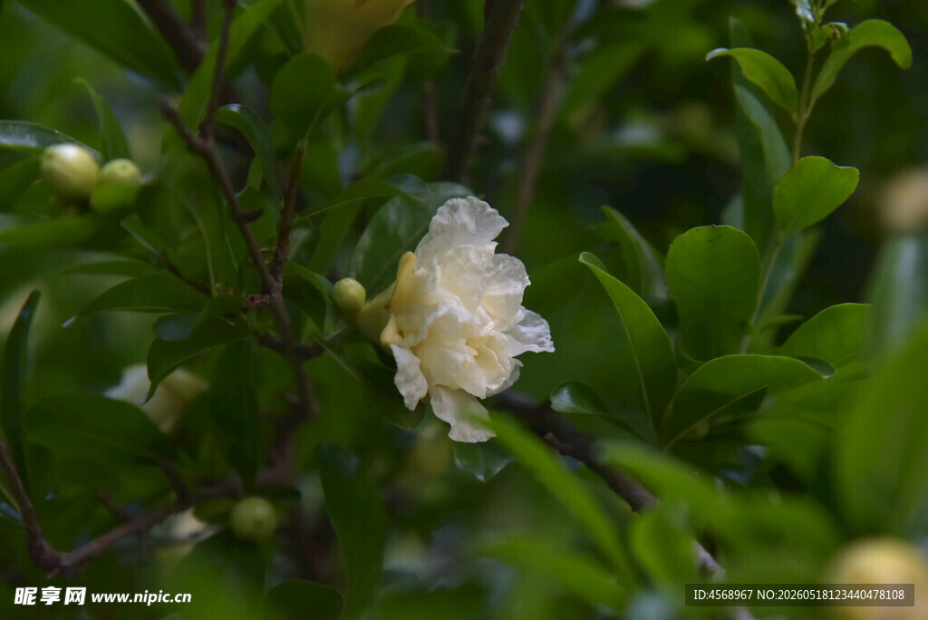 洁白石榴花绽放于绿叶间