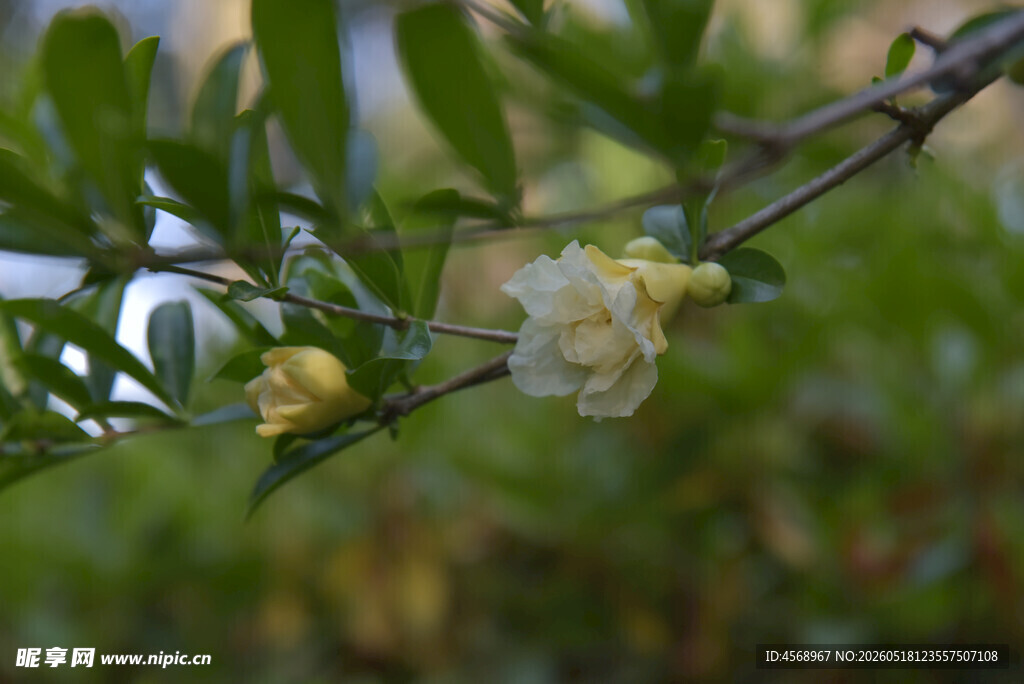 枝头绽放的淡黄石榴花朵
