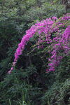 紫色花枝悬于葱郁绿植间