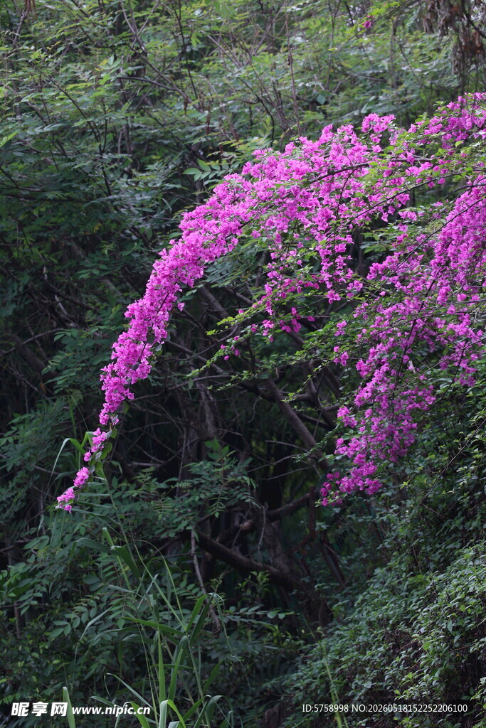 紫色花枝悬于葱郁绿植间