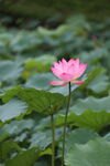 5月亚艺娇艳荷花绽放于绿叶间