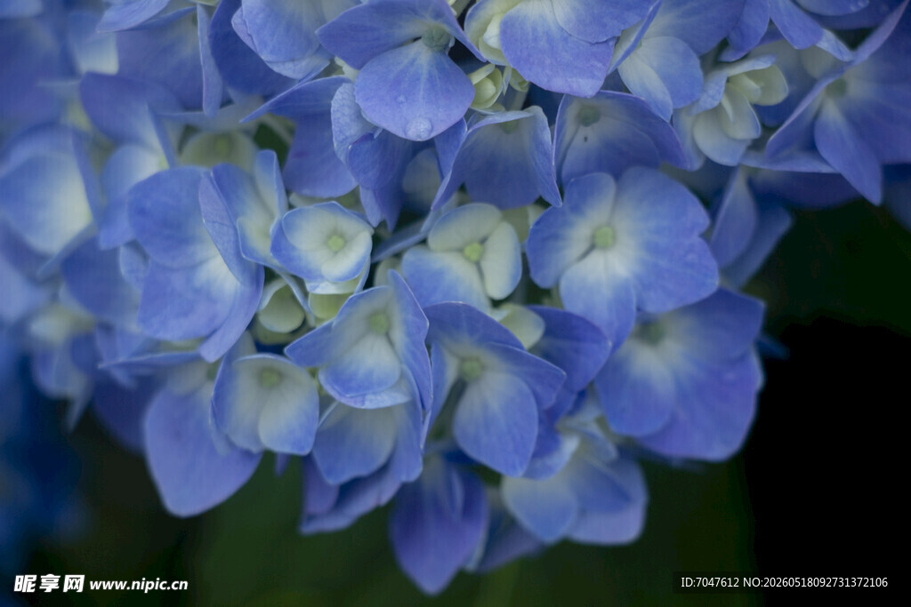 蓝绣球花特写