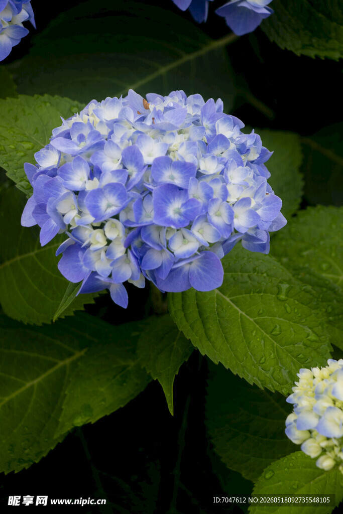 八仙花蓝绣球花特写