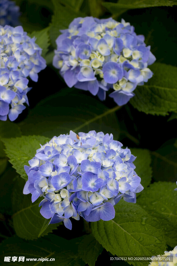 八仙花