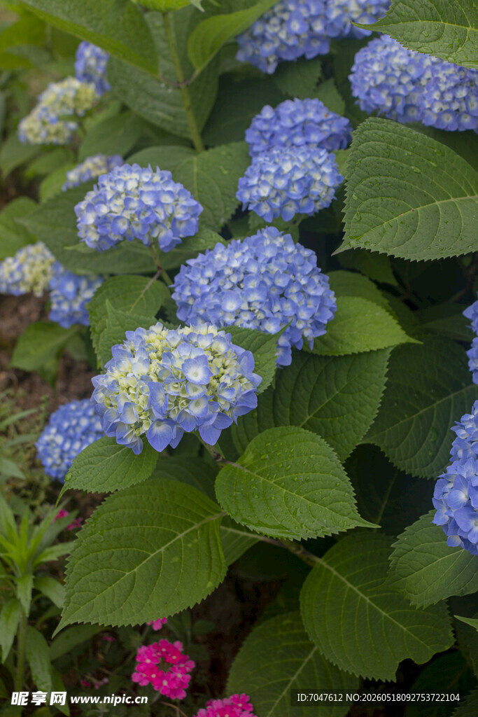 八仙花蓝绣球花绽放绿意间