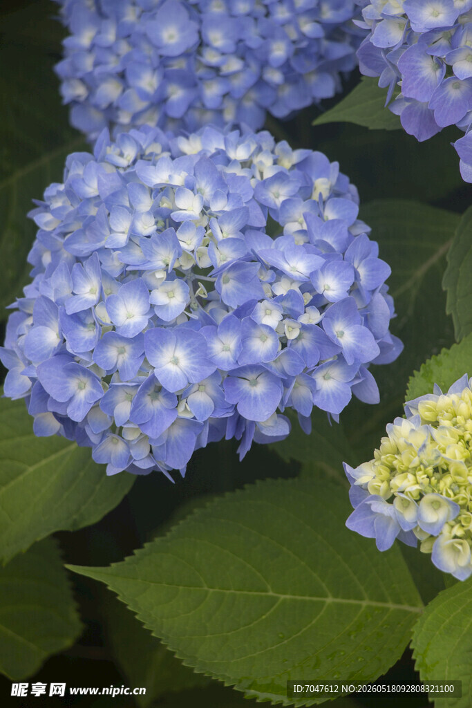 八仙花蓝绣球花绽放