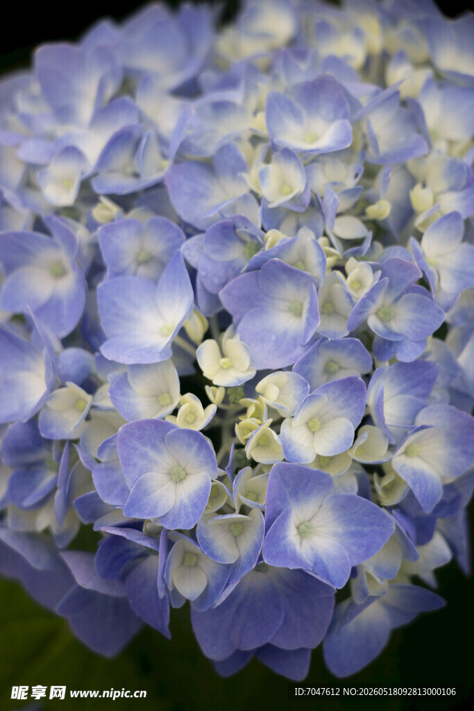 蓝紫色八仙花特写