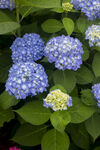 八仙花