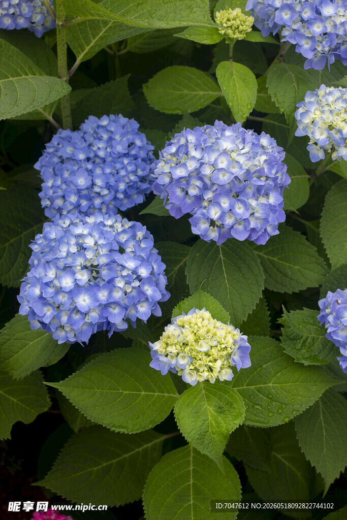 八仙花